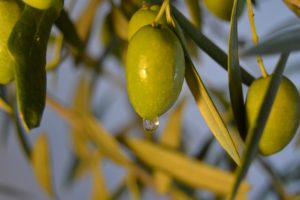 Olivo con aceituna